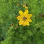 Coreopsis verticillata Flower