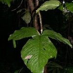 Philodendron rothschuhianum Otro