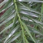 Araucaria angustifolia Leaf