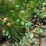 Capnoides sempervirens Flor