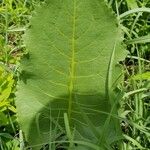 Silphium terebinthinaceum Leaf