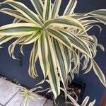 Dracaena reflexa Ліст