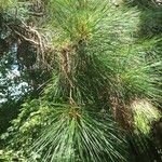 Pinus strobus葉