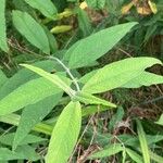 Buddleja asiatica Levél