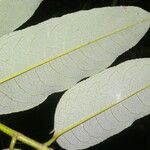 Mabea montana Leaf