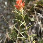 Castilleja linariifolia Habit