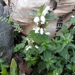 Lamium moschatum Flower