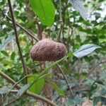 Dioscorea bulbifera ഫലം