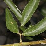 Desmodium cajanifolium Leaf