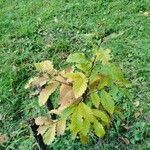 Zelkova carpinifolia برگ