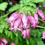 Dicentra formosa 花