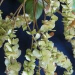 Terminalia amazonia Otro