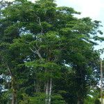 Terminalia amazonia Hoja
