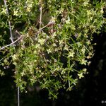 Galium porrigens Hábito