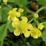 Ranunculus ophioglossifolius Fleur