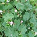 Geranium sibiricum List