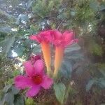 Amphilophium buccinatorium Fleur