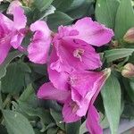 Alstroemeria spp. Цветок