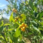 Pittosporum pentandrum Fruto