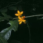 Clarisia ilicifolia Virág