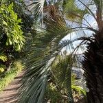 Butia paraguayensis Hoja