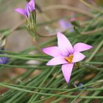 Romulea fischeri Blomst