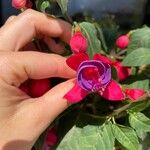 Fuchsia hybrida Flower