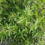 Vitex negundo Levél