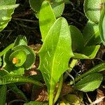 Scorzoneroides pyrenaica 葉