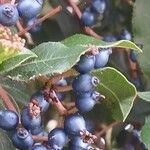 Viburnum tinus Ffrwyth