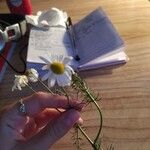 Matricaria chamomilla Kwiat