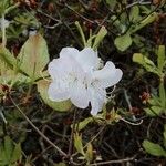 Rhododendron schlippenbachii Flors