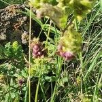 Lippia javanica Fruit