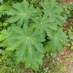 Ricinus communisبرگ