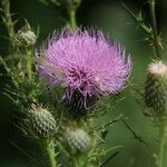 Cirsium discolor ফুল