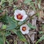 Pavonia hastata Cvijet
