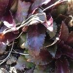 Lobelia cardinalis Feuille