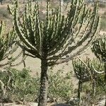 Euphorbia cooperi Hábitos