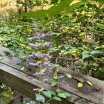 Buddleja lindleyana Flor