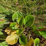 Pyrola rotundifolia 叶