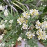 Pseudognaphalium californicum Flower