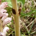 Orobanche caryophyllacea Bark