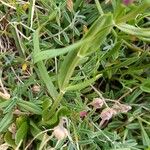 Centaurium littorale Leaf