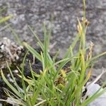 Carex capillaris Tervik taim