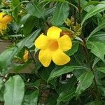 Allamanda nobilis 花