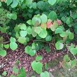 Disanthus cercidifolius Leaf