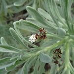 Argusia gnaphalodes برگ