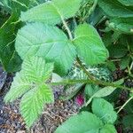 Rubus adscitus Folha