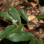 Amphirrhox longifolia 葉