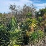 Yucca aloifolia Habitat